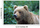 Alaskan Brown Bear Wall Mural