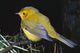 Yellow Warbler Wall Mural