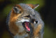 Portrait Of Gray Fox Barking Wall Mural