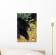 Black Bear Wall Mural