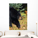 Black Bear Wall Mural