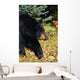 Black Bear Wall Mural