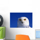 Snowy Owl, Looking At Camera, Stern Expression Wall Mural
