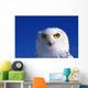 Snowy Owl, Looking At Camera, Stern Expression Wall Mural