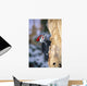 Pileated Woodpecker Wall Mural