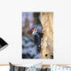 Pileated Woodpecker Wall Mural