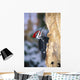 Pileated Woodpecker Wall Mural