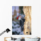 Pileated Woodpecker Wall Mural