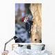 Pileated Woodpecker Wall Mural