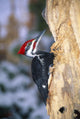 Pileated Woodpecker Wall Mural