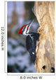 Pileated Woodpecker Wall Mural