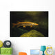 Underwater View Of Northern Pike Wall Mural