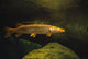 Underwater View Of Northern Pike Wall Mural