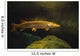 Underwater View Of Northern Pike Wall Mural