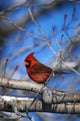 Male Northern Cardinal Bird Wall Mural
