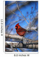 Male Northern Cardinal Bird Wall Mural