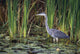 Great Blue Heron Wall Mural