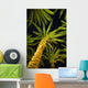 Palm Trees, Arecaceae Genera Wall Mural