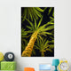 Palm Trees, Arecaceae Genera Wall Mural