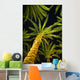 Palm Trees, Arecaceae Genera Wall Mural