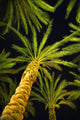 Palm Trees, Arecaceae Genera Wall Mural