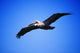 Pelican In Flight Wall Mural