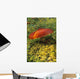 Single Mushroom Wall Mural
