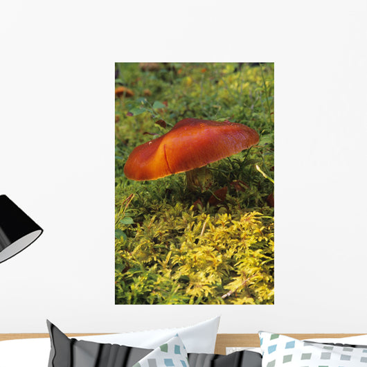 Single Mushroom Wall Mural