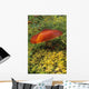 Single Mushroom Wall Mural