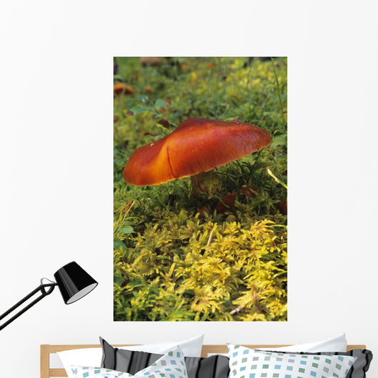 Single Mushroom Wall Mural