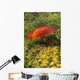 Single Mushroom Wall Mural