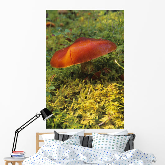 Single Mushroom Wall Mural