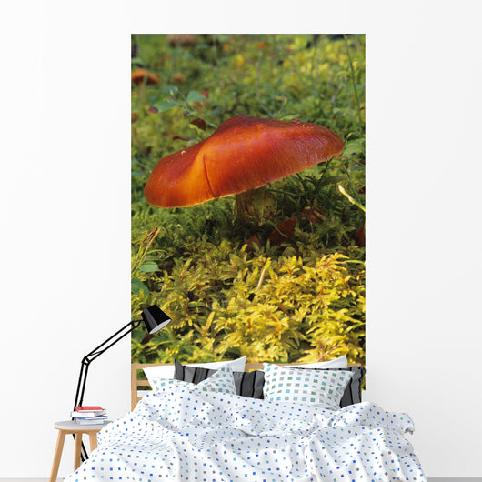 Single Mushroom Wall Mural