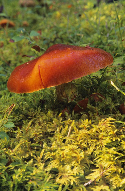 Single Mushroom Wall Mural