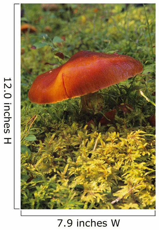 Single Mushroom Wall Mural