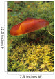 Single Mushroom Wall Mural