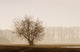 Tree Silhouette In Fog Wall Mural