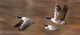 Canada Geese In Flight Wall Mural