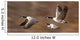 Canada Geese In Flight Wall Mural