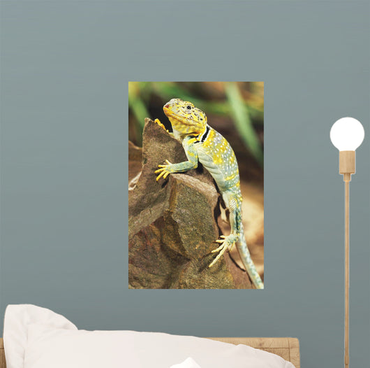 Collared Lizard Wall Mural