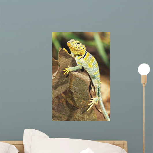 Collared Lizard Wall Mural