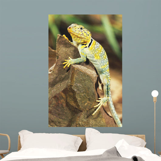 Collared Lizard Wall Mural