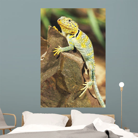 Collared Lizard Wall Mural