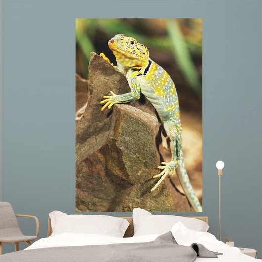 Collared Lizard Wall Mural