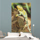 Collared Lizard Wall Mural