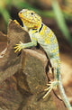 Collared Lizard Wall Mural