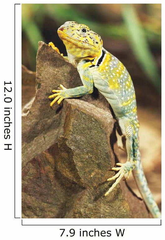 Collared Lizard Wall Mural