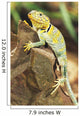 Collared Lizard Wall Mural