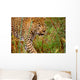 Male Leopard Wall Mural