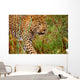 Male Leopard Wall Mural